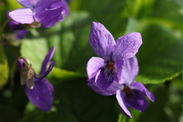 Viola odorata, common violet, blooming in the garden