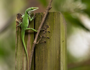 anole on fence post
