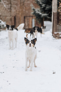 A flock of many hungry homeless dirty rural mongrel dogs stand in the snow in the cold winter, waiting for food from people. Photograph of an animal outdoors.