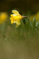 jonquilles 