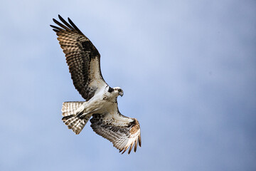 Osprey getting ready to dive