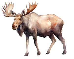 Moose single object watercolor illustration isolated on white background for removing backgroundIsolate