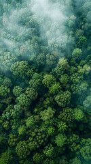 Naklejka na ściany i meble A forest with trees and a foggy sky