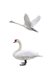 swan in flight isolated on white background - 759033894