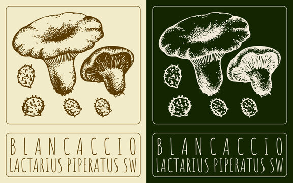 Vector drawing BLANCACCIO. Hand drawn illustration. The Latin name is LACTARIUS PIPERATUS SW