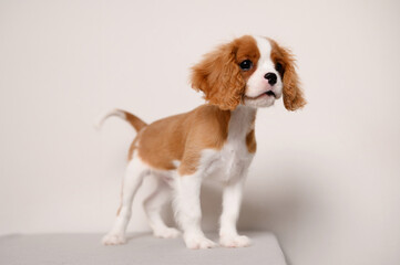 Cute Cavalier King Charles Spaniel puppy stands at home against a light wall and wags his tail....