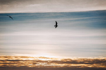 Beautiful white seagulls, a small flock of wild birds fly high soaring in the sky with clouds over the sea, ocean at sunset. Photograph of an animal, evening landscape, beauty of nature, silhouette.