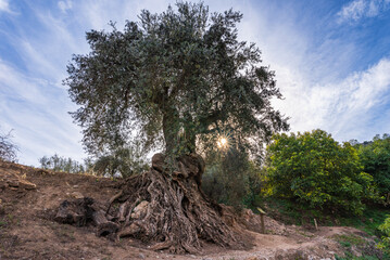 Ancient olive tree that has left its roots exposed, Los Guajares, Granada.