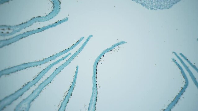 Biolab. Cross section of agaric mushroom filled with millions of ripe spores. Unique living organism. Symbiotic relationships with other organisms. 40x macro