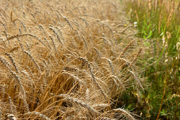 ears of wheat on the wheat field in sunset isolated wallpaper