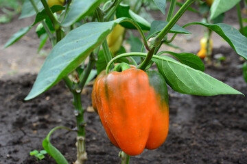 red pepper hanging on the plant in the garden close up