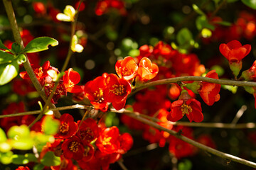 Chaenomeles sargentii, Chaenomeles is a genus of three species of deciduous spiny shrubs