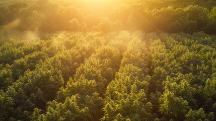A breathtaking aerial shot of a dense cannabis field bathed in the soft morning light with a hint of mist