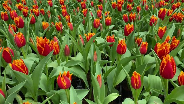 Red tulip( Fabio) bloom in the garden. Tulip Fabio is a kind of Fringed tulips. Red with yellow fringes. Each petal is edged with a crystalline fringe like a heavy morning frost has fallen.