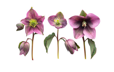 Three purple hellebore flowers with green centers, isolated on a Transparent background