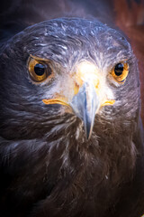 Intense Gaze of a Majestic Hawk Close-Up