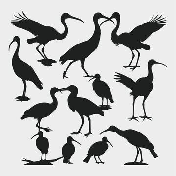glossy ibis bird animal silhouette collection