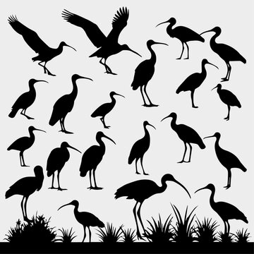 glossy ibis bird animal silhouette collection