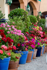 Fototapeta premium an ornamental plant for entering the house. a combination of plants for decorative planters. landscaping of facades and the surrounding area. plants in the boxes. bright geraniums in pots