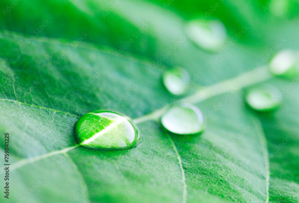 Aufkleber beautiful large drop morning dew in nature, selective focus. drops of clean transparent water on lea