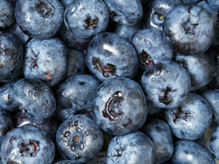 Freshly picked blueberries in a white vintage ceramic bowl. Selective focus, Free text space.