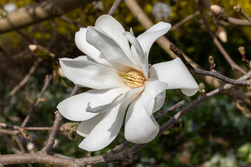 Magnolia blossom on a magnolia tree