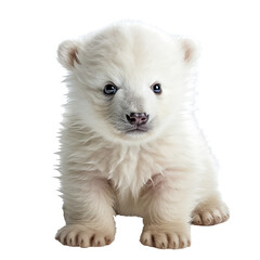 Obraz premium Drolliger junger Eisbär, freigestellt vor transparentem Hintergrund, Generative KI