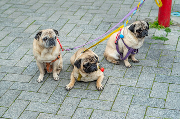 Three pug dogs tied to a red fire hydrant closeup