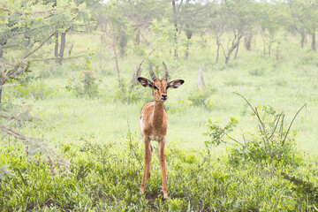 Impala in der Savanne