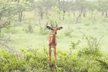 No drill blackout roller blinds Antelope Impala in der Savanne