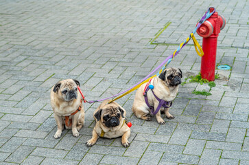 Three pug dogs tied to a red fire hydrant closeup