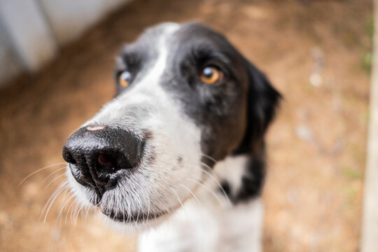 Morro del perro cerca