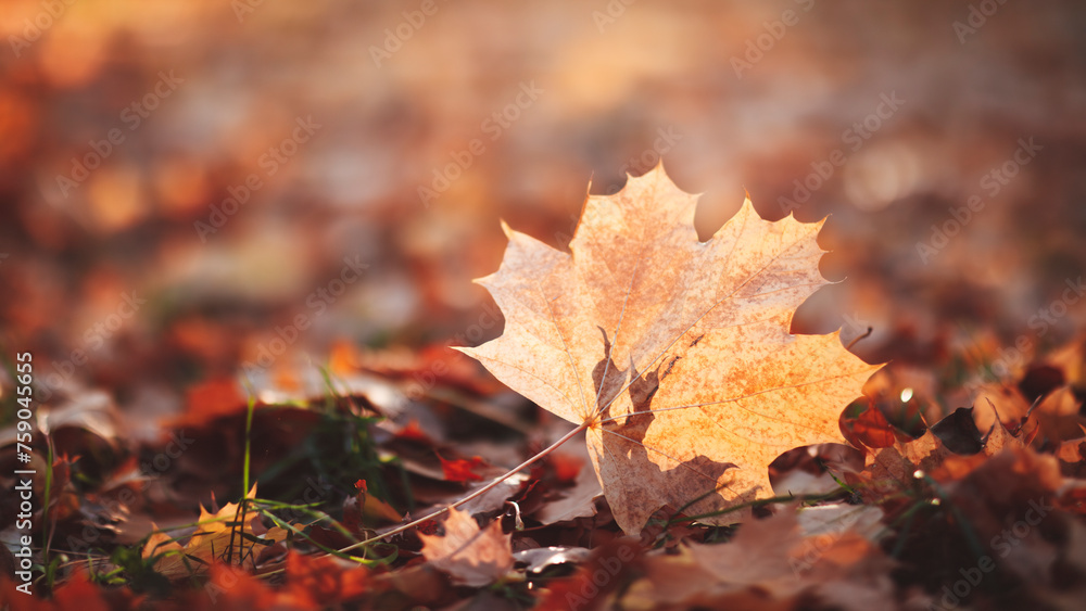 Poster autumn season background with a single maple leaf close-up in the foreground and a blurred autumn ba