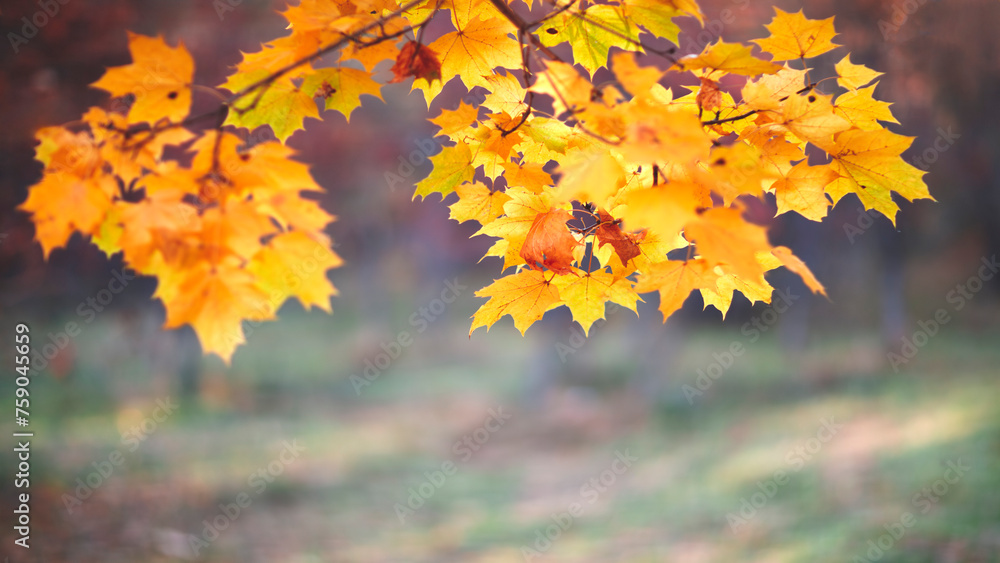 Poster autumn season background with a branch with maple leaves in the foreground and a blurred autumn back