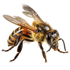Fotobehang Westliche Honigbiene (Apis mellifera), freigestellt vor transparentem Hintergrund, Generative AI © pwmotion