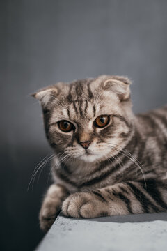 A Felidae cat with folded ears gazes at the camera on a table
