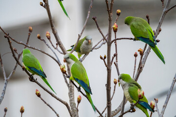 Loros verdes en las ramas, especie invasora © jordirenart