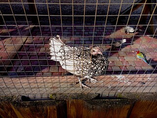 A cockerel of the decorative breed of seabright chickens behind a grate in a cobbled chicken coop with parrots and other chickens. © Олег Струс