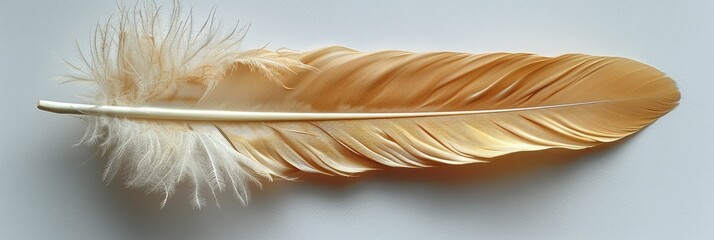 A delicate feather quill pen, isolated on a white background.