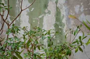 Plants on the background of a wall with peeling paint