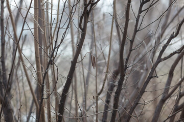 Fototapeta na wymiar hazelnut bush in winter
