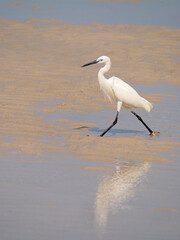 Seidenreiher am Strand