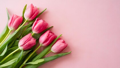 the concept of women s day spring march 8 birthday top view of tulips and gift boxes on an isolated pastel pink background with copy space
