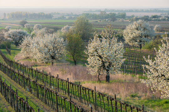 blühende Kirschbäume bei Donnerskirchen, Burgenland, Österreich