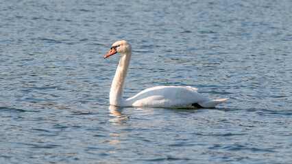 Obraz premium swan on the lake