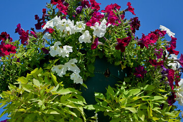 czerwone i białe petunie (petunii (Petunia ×hybrida) i Wilec ziemniaczany (Ipomoea batatas)	