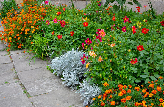 dalie, aksamitki i starzec na rabacie kwiatowej, kolorowe kwiaty w ogrodzie, Dahlia, Tagetes patula, Senecio cineraria, colorful flowers in garden, colorful flowers blossoming in garden,