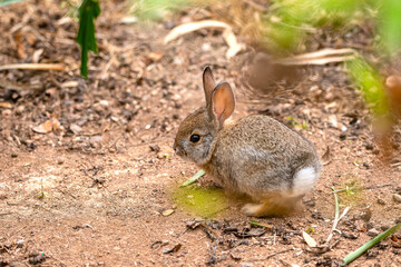 Baby Bunny in the grass