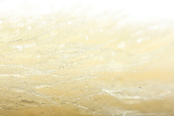 Beautiful flower with water drops as background, macro view