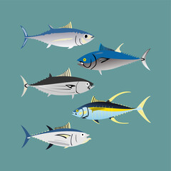 Vector graphic of Hand Drawn Ocean, Ocean, River and Lake Fish Set illustration. This tuna vector fish is perfect for wallpaper,background,template,sticker,decoration,advertisement,banner etc.